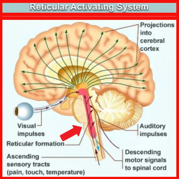 How To Use Your Reticular Activating System to Manifest Your Dream Lifestyle!